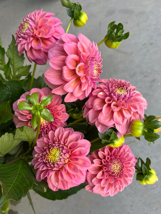RC- Dahlia 'Rock Run Ashley'  (4 pack)