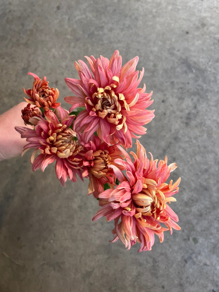 RC- Chrysanthemum 'Fall Affair' (4 pack)