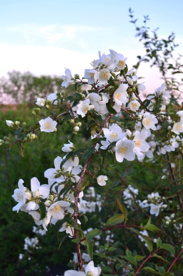Quart - Mockorange 'Blizzard'