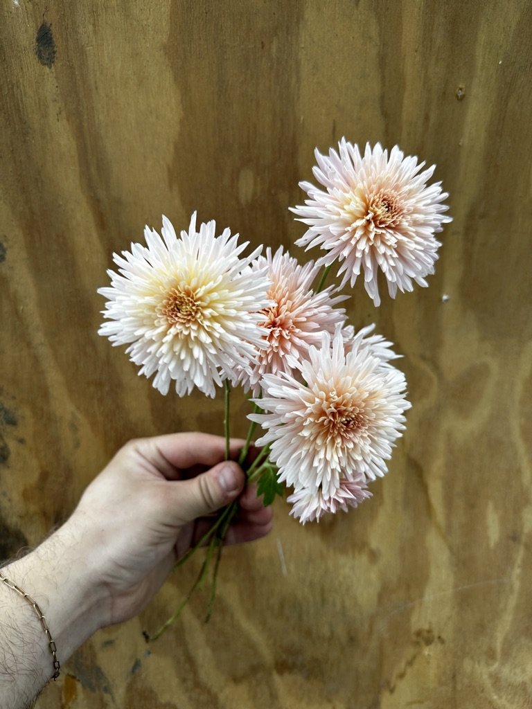 RC- Chrysanthemum 'Chiffon' (4 pack)
