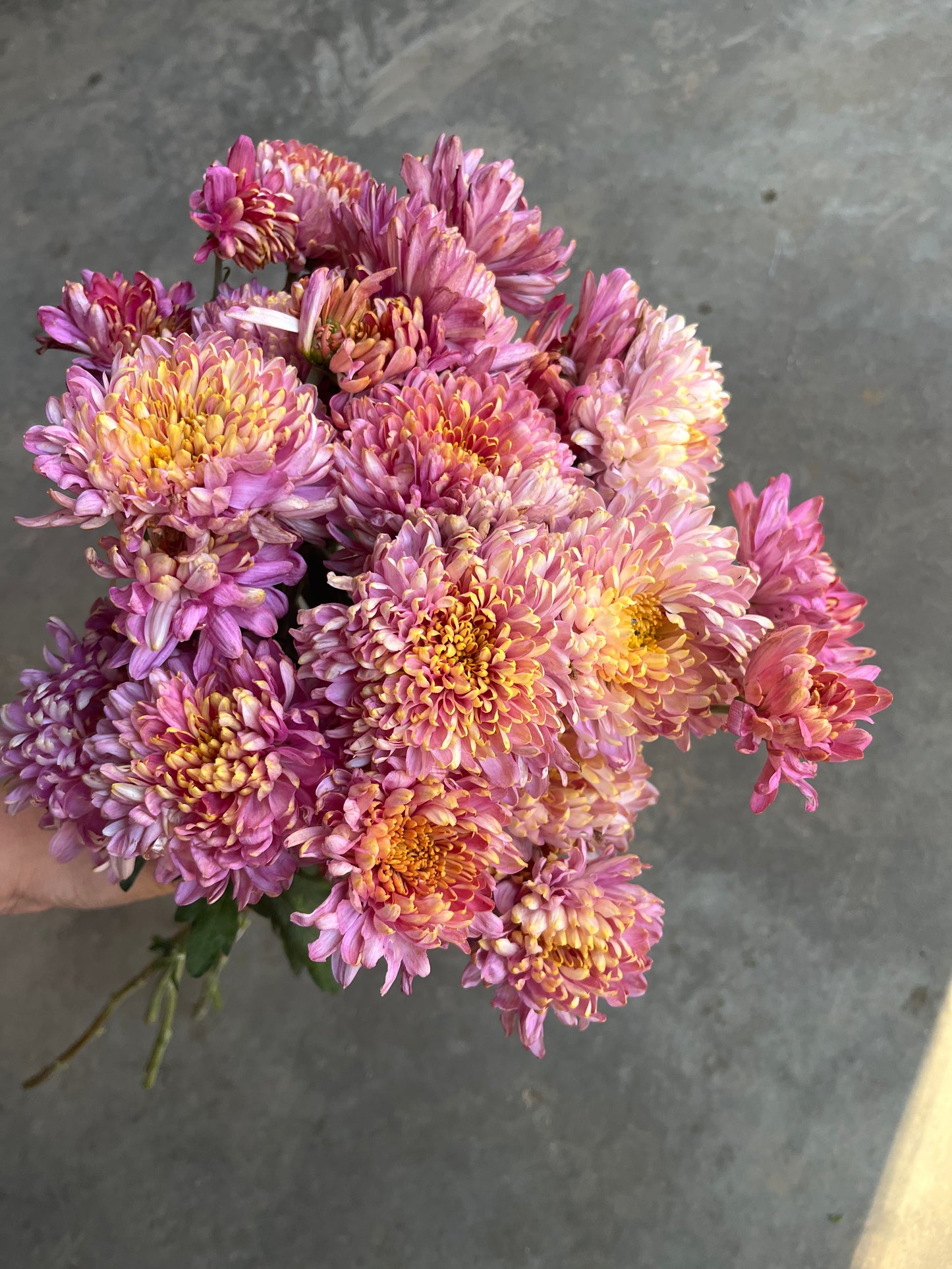 RC- Chrysanthemum 'Fall Charm' (4 pack)