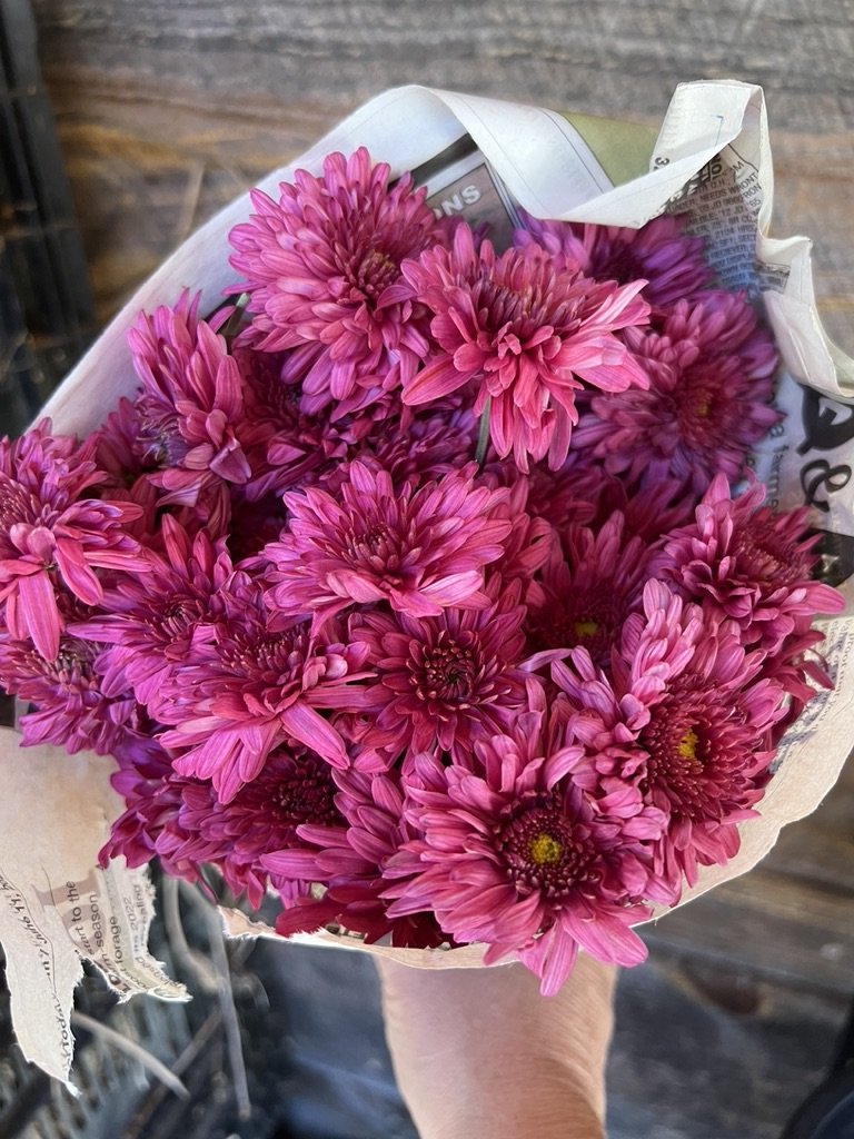 RC- Chrysanthemum 'Cranberry Wine' (4 pack)