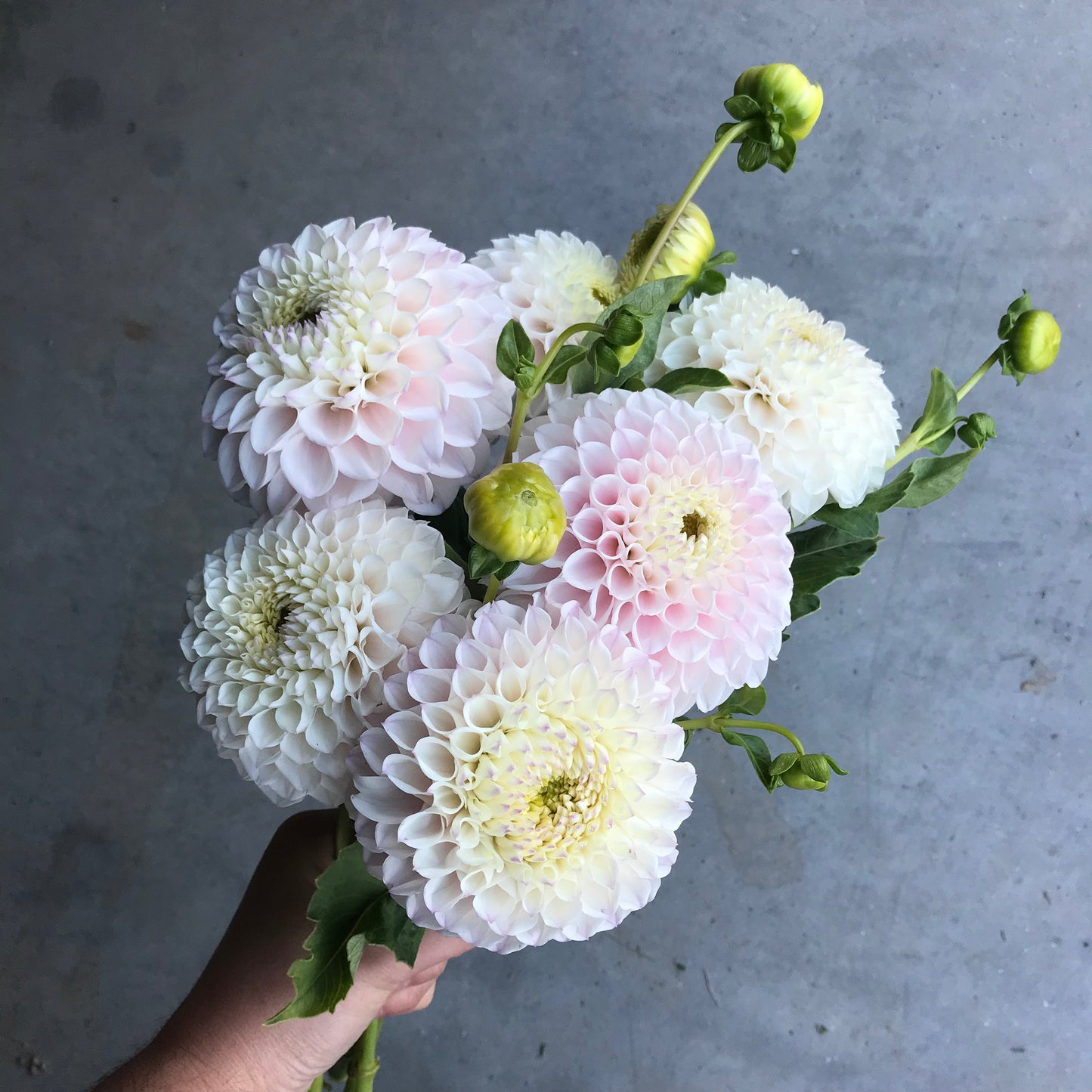 RC- Dahlia 'Pink Pearl'  (4 pack)