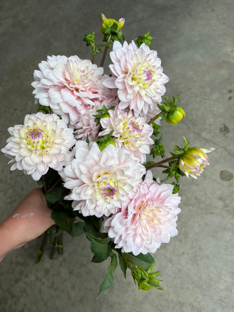 RC- Dahlia 'Silver Years'  (4 pack)