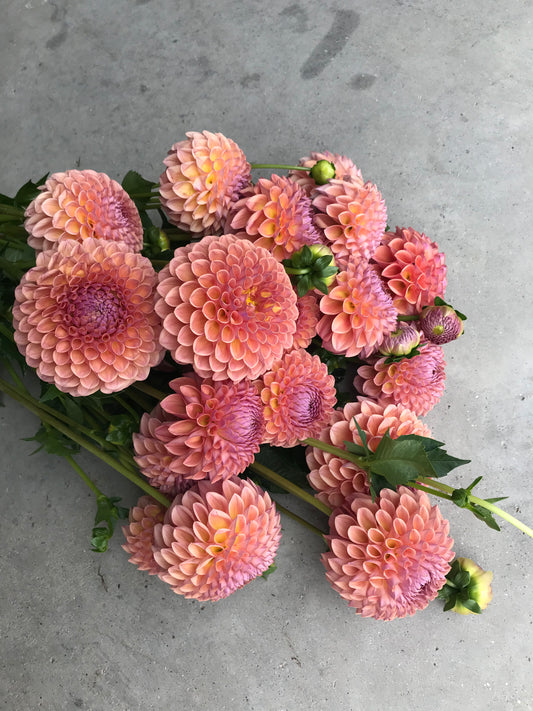 RC- Dahlia 'Jowey Winnie' (1 plant)