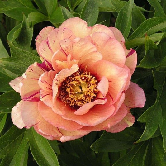 Peony - Callie's Memory