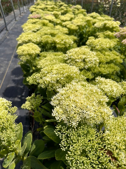 RC- Sedum 'White'  (4 pack)