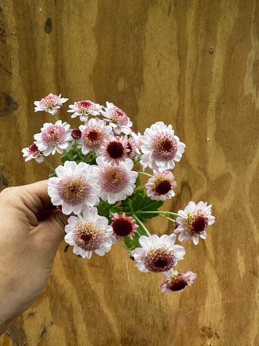 URC 'Rome' Chrysanthemum 10 Cuttings