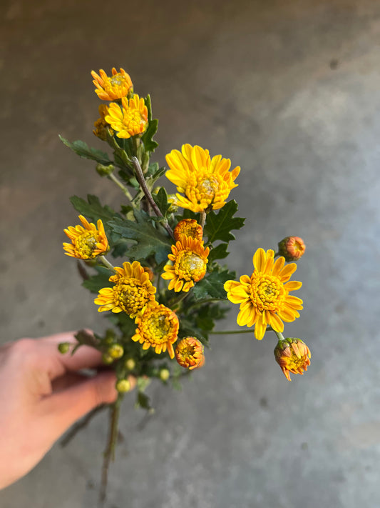 RC- Chrysanthemum 'Megumi' (4 pack)