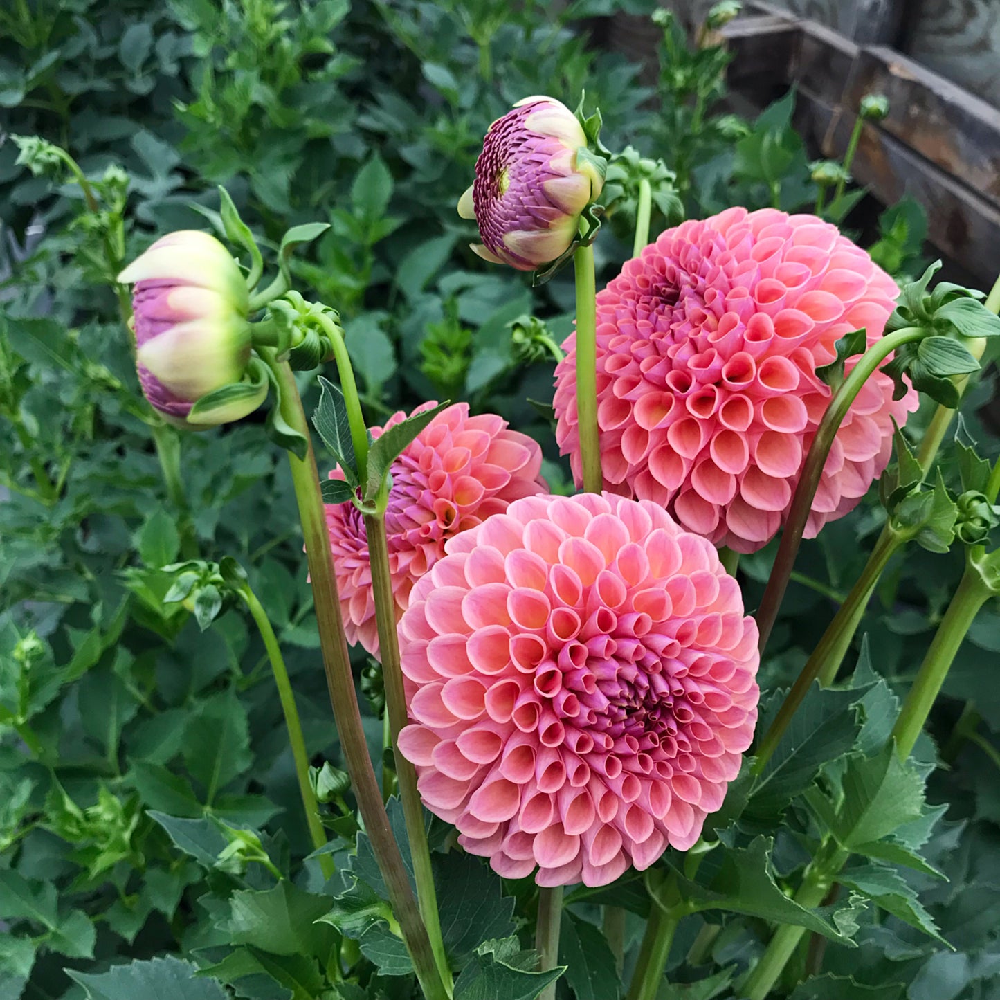 RC- Dahlia 'Jowey Winnie' (1 plant)