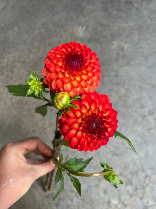 RC- Dahlia 'Mardi Gras'  (4 pack)