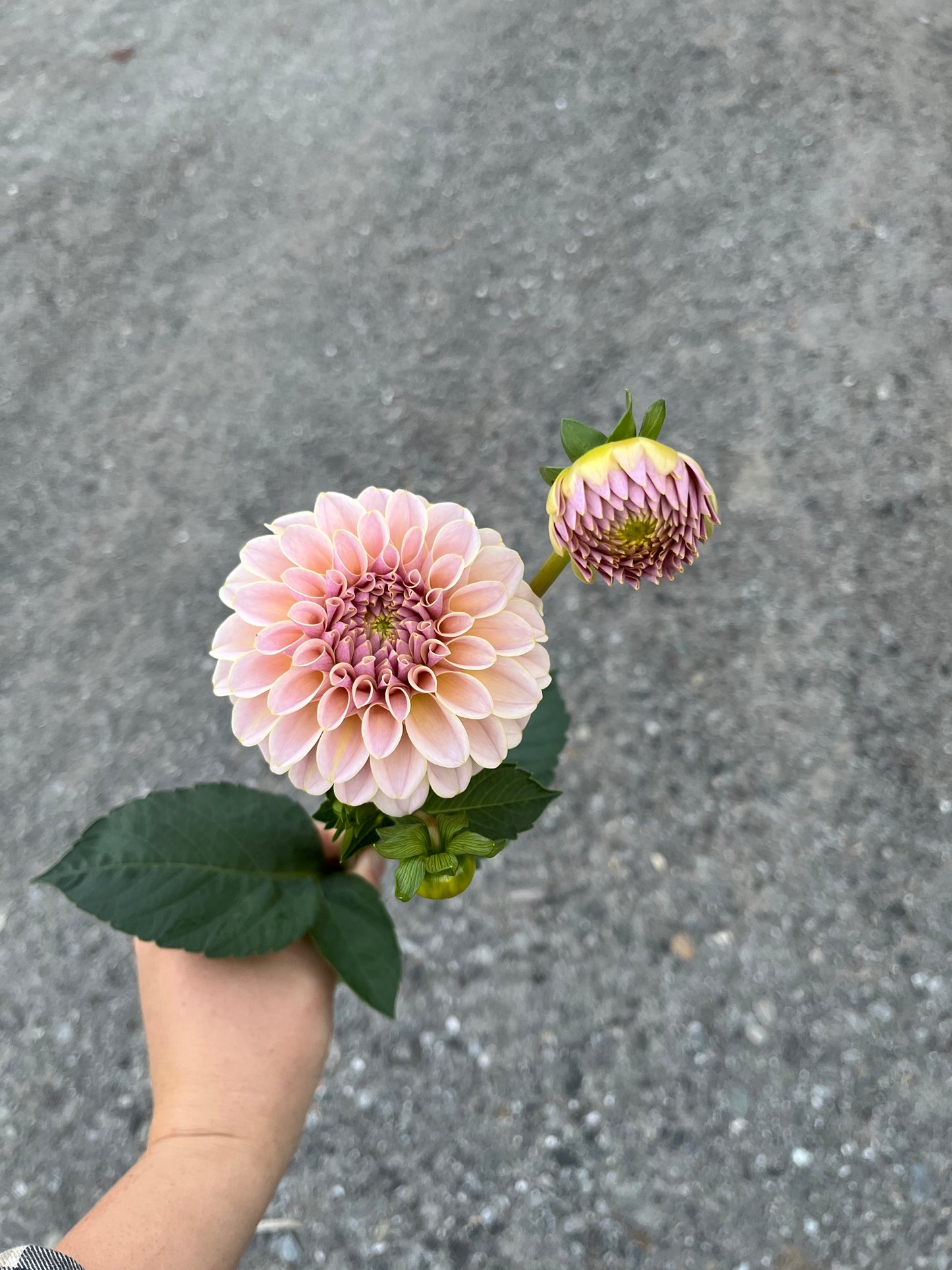 RC- Dahlia 'Cinder Rose' (1 plant)