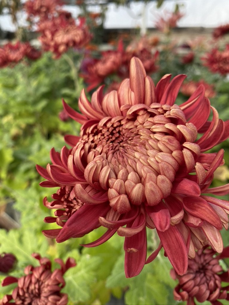 RC- Chrysanthemum 'Fort Vancouver' (4 pack)