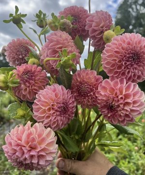 RC- Dahlia 'Clearview Peachy' (4 pack)