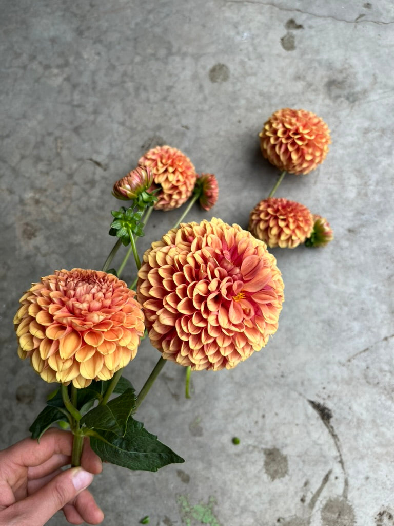 RC- Dahlia 'Hy Suntan' (4 pack)