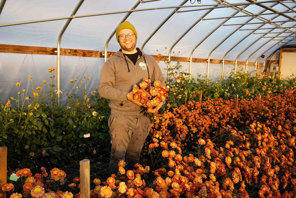 RC- Chrysanthemum 'Mancetta Sunset' (4 pack)