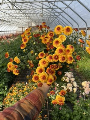 RC- Chrysanthemum 'Kelvin Tattoo' (4 pack)