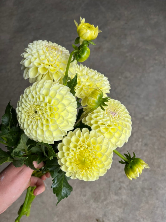 RC- Dahlia 'MM Buttercream'  (4 pack)