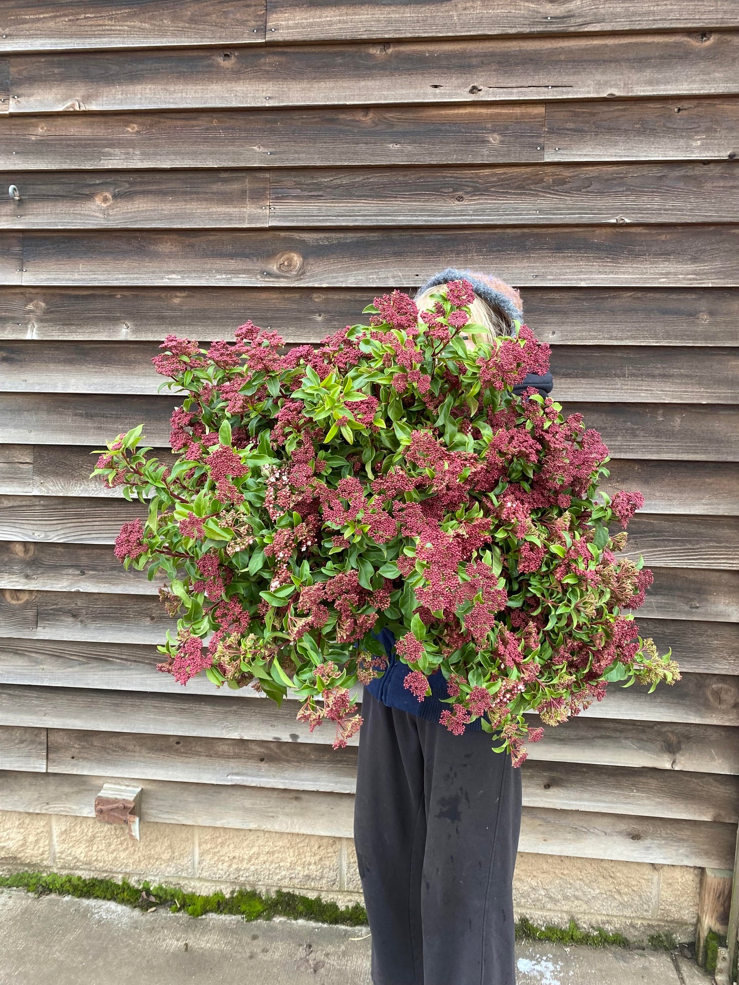 Quart Shrub - Viburnum tinus 'Spring Bouquet'