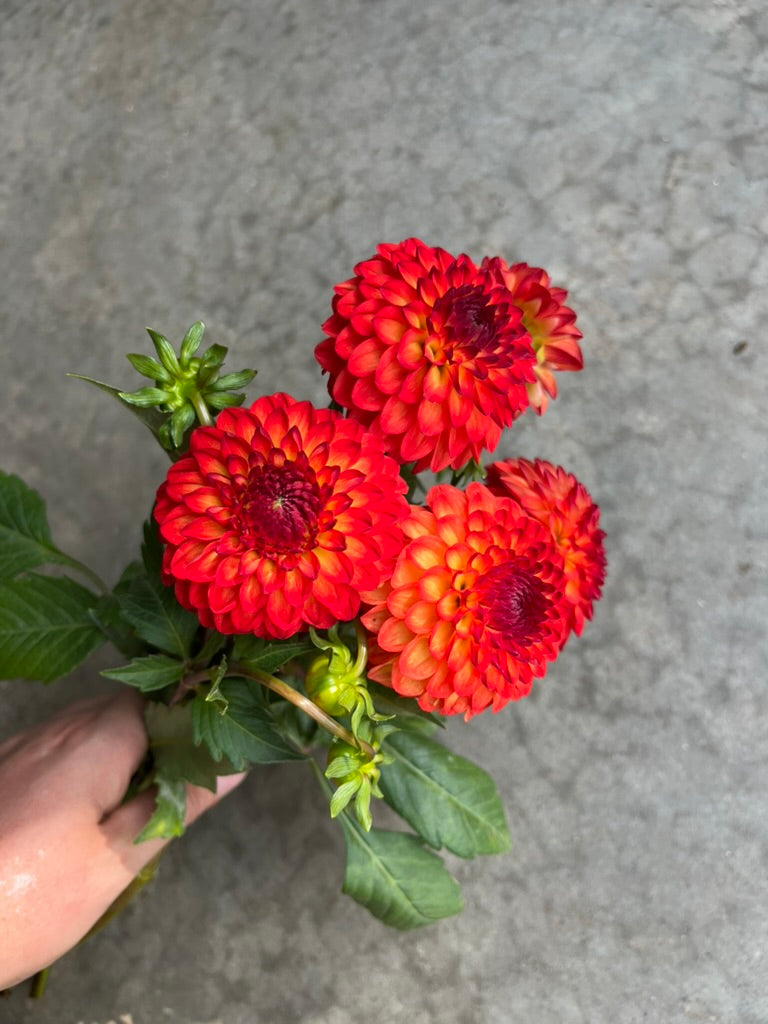 RC- Dahlia 'Mardi Gras'  (4 pack)