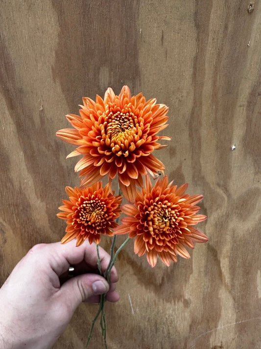 URC 'Coral Cavalier' Chrysanthemum 10 Cuttings