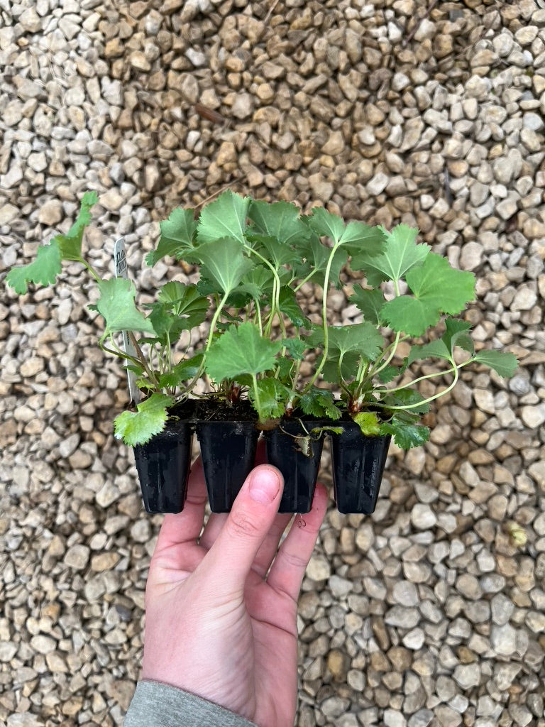Alchemilla mollis 'Thriller Apex'