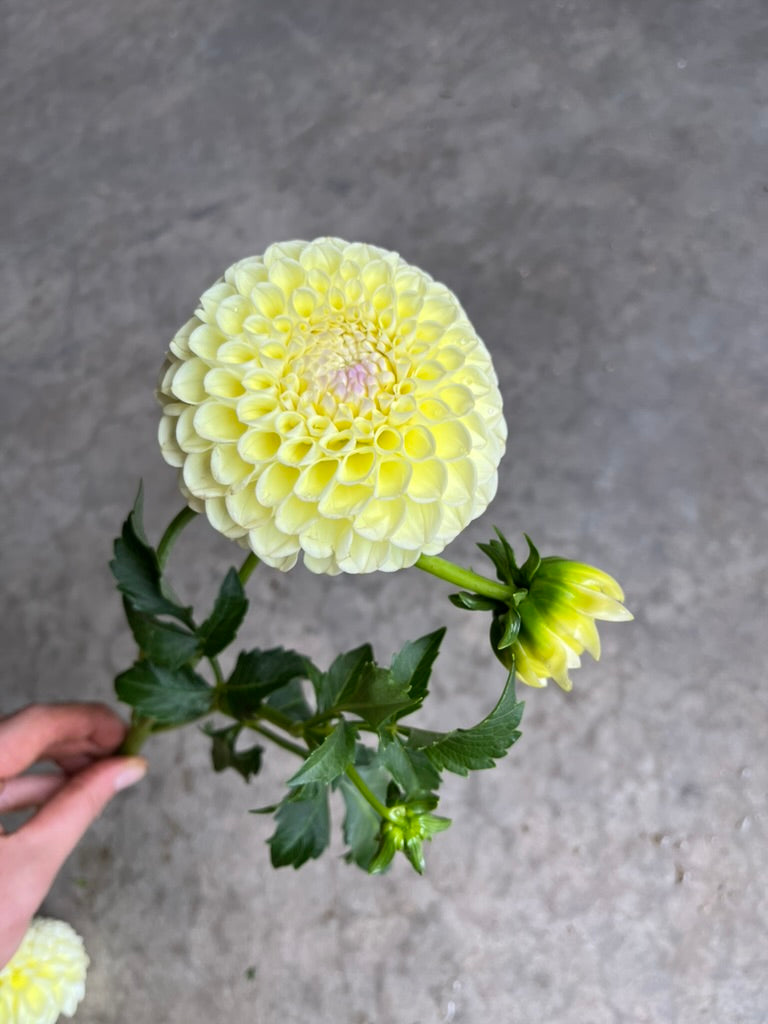 RC- Dahlia 'MM Buttercream'  (4 pack)