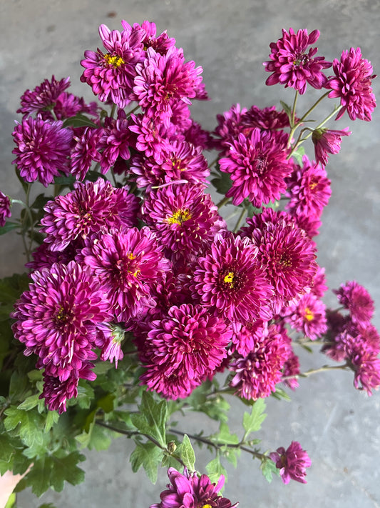 RC- Chrysanthemum 'Cranberry Wine' (4 pack)