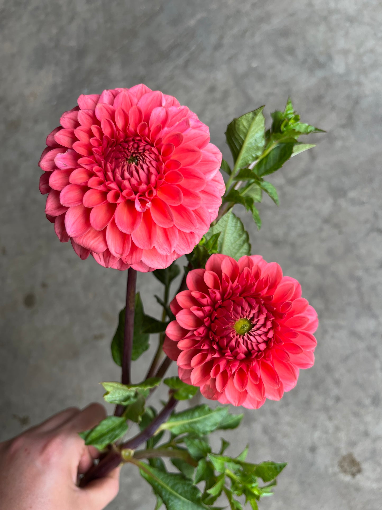 RC- Dahlia 'Parkland Tribute' (4 pack)