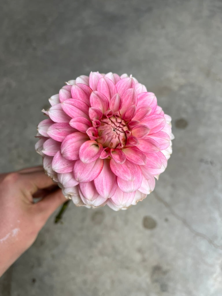 RC- Dahlia 'CJF Valley Dust™' (4 pack)