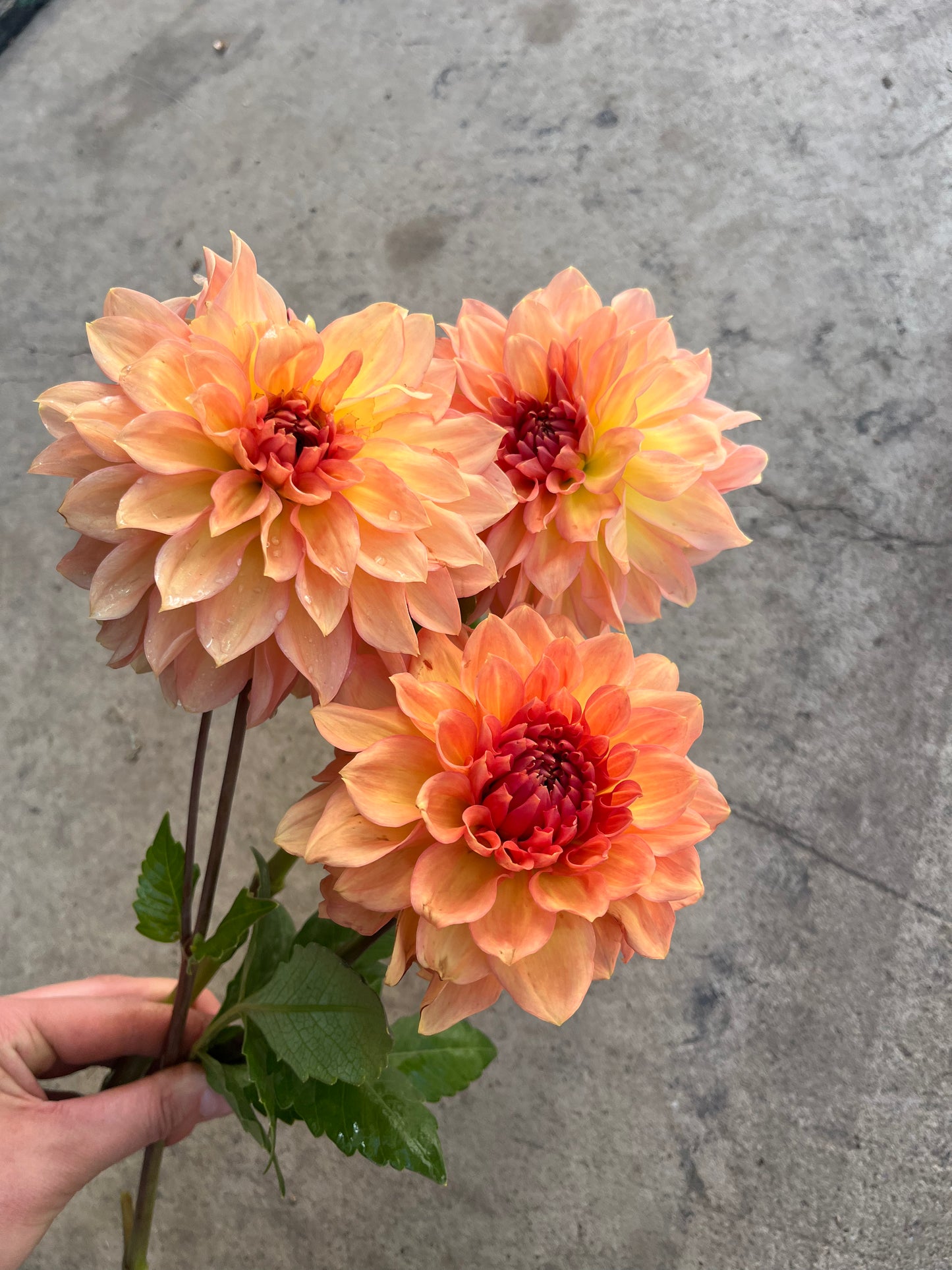 RC- Dahlia 'Sunny Cove' (1 plant)