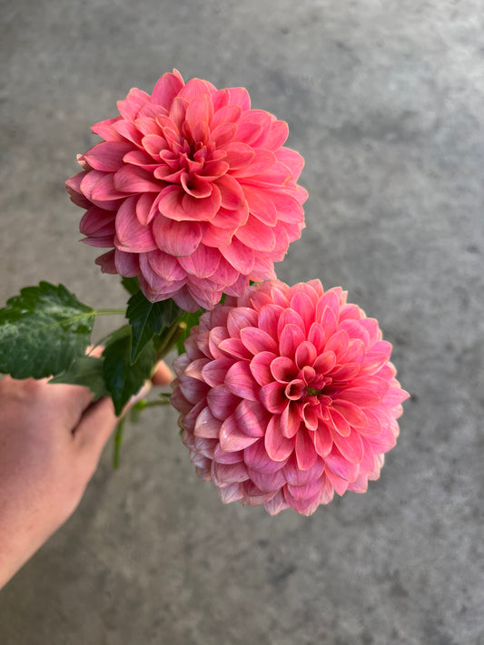 RC- Dahlia 'Boho Peach' (1 plant)