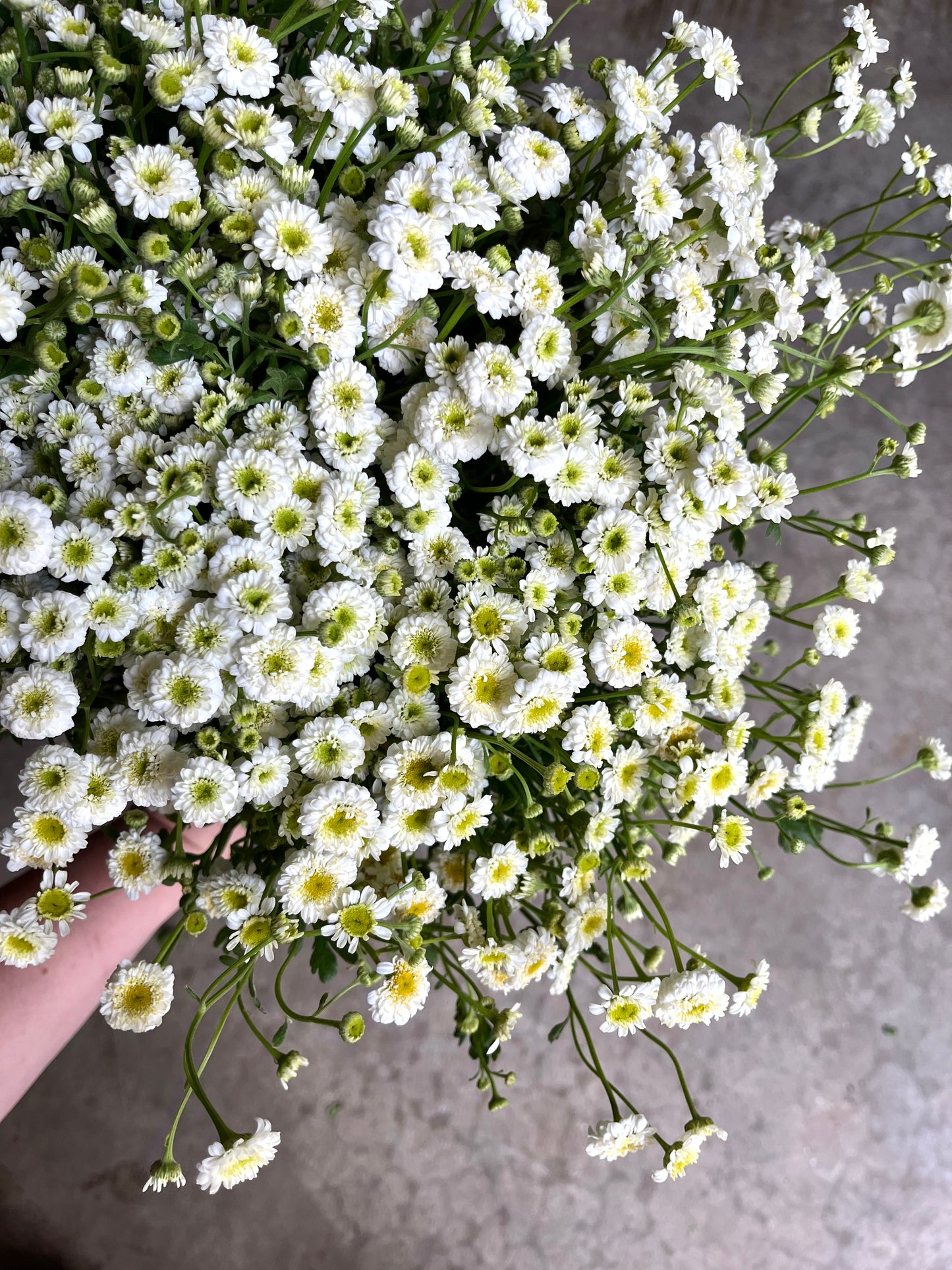 Feverfew 'Vegmo Snowball'