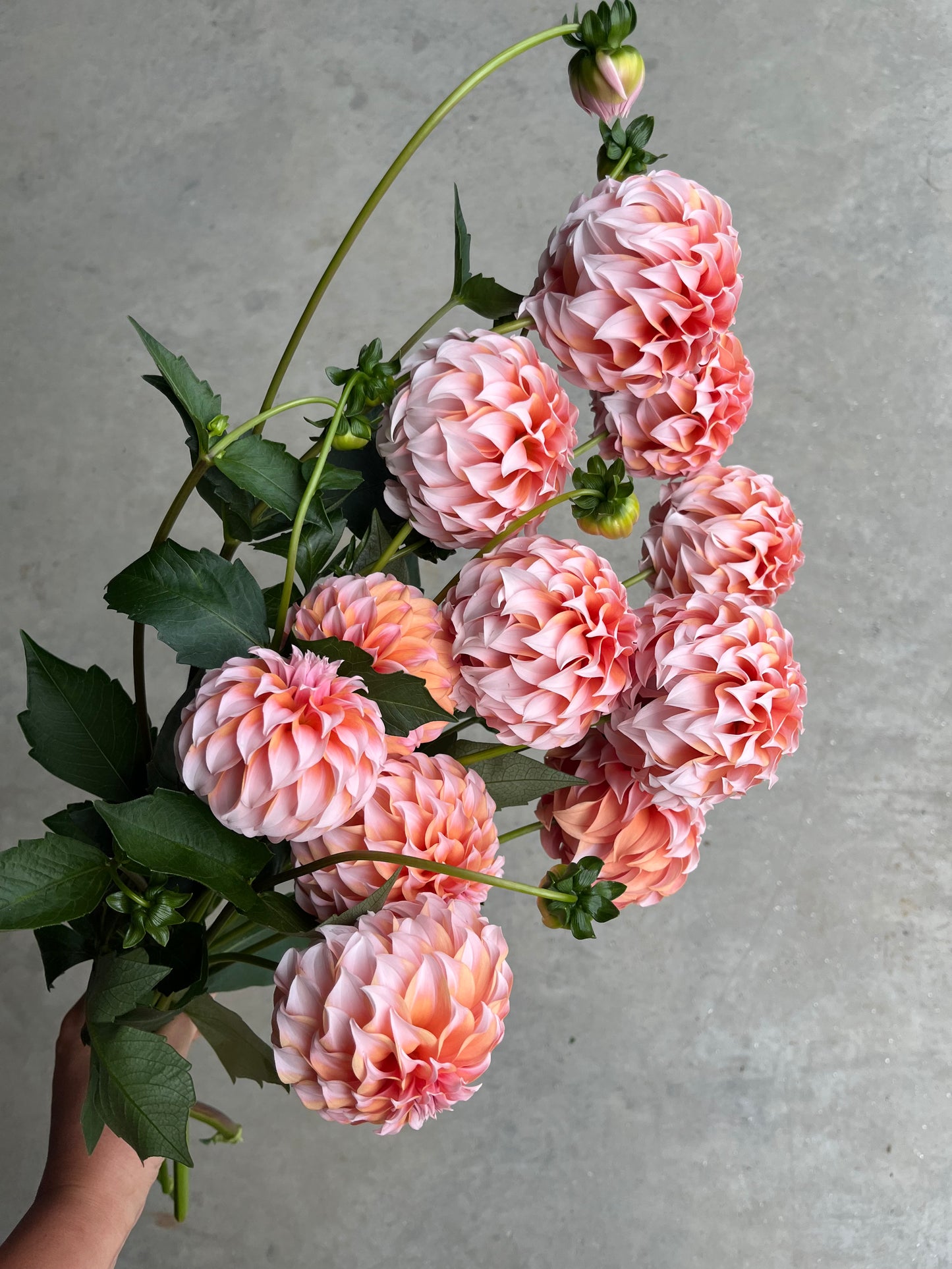 RC- Dahlia 'Peaches N Cream' (4 pack)