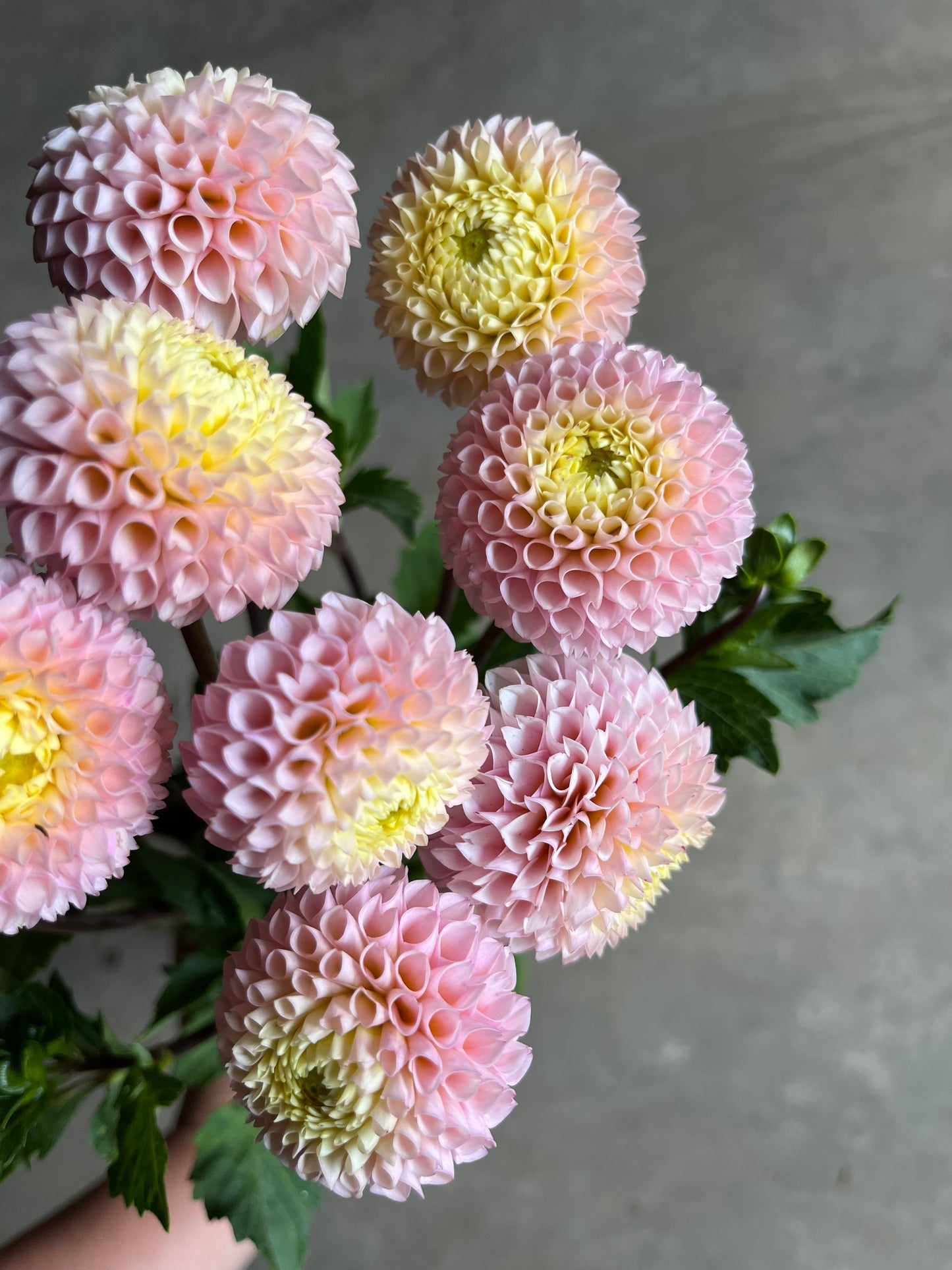 RC- Dahlia 'Irish D. Porter' (1 plant)