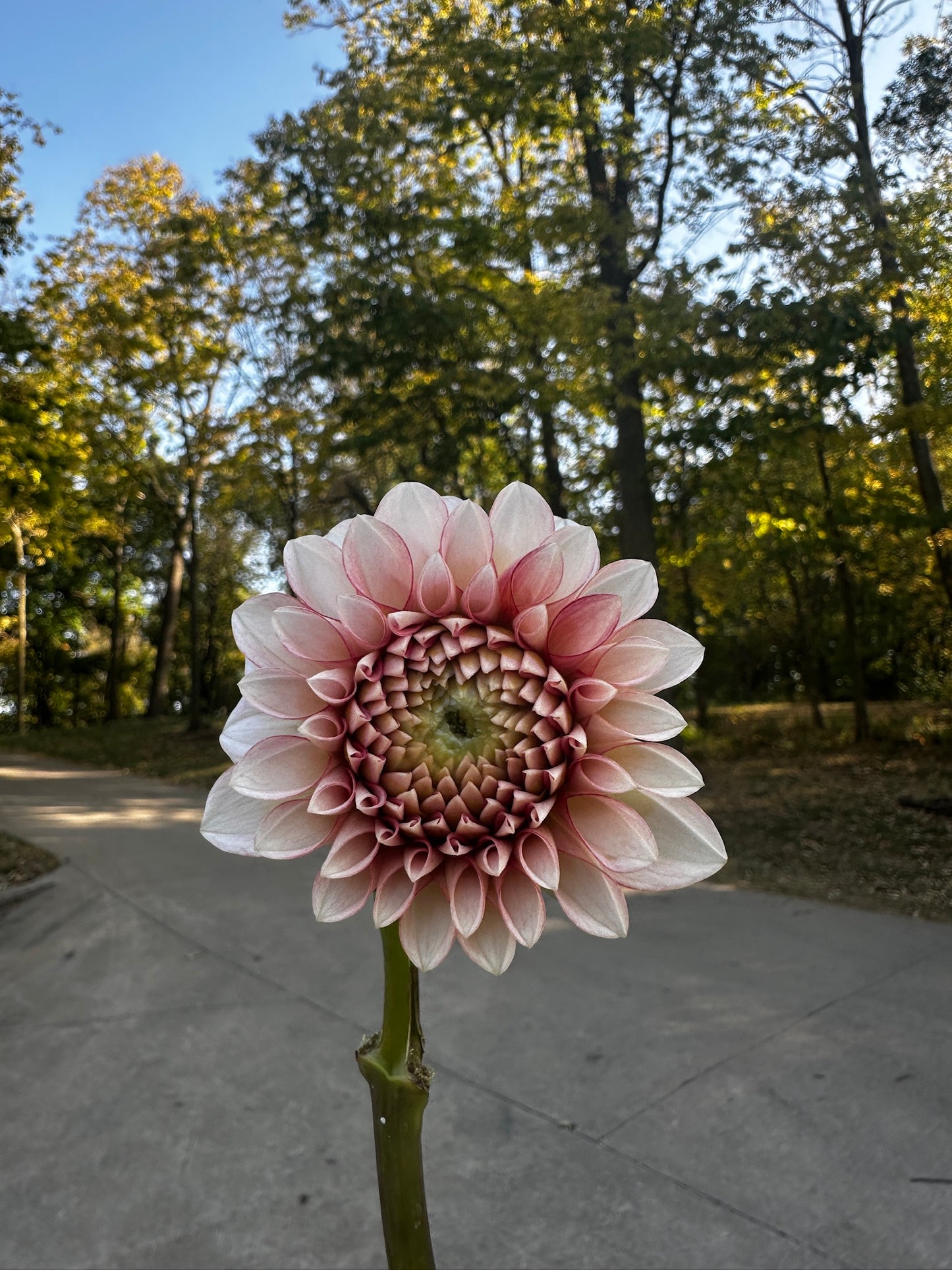 RC- Dahlia 'CJF Valley Dust™'  (4 pack)