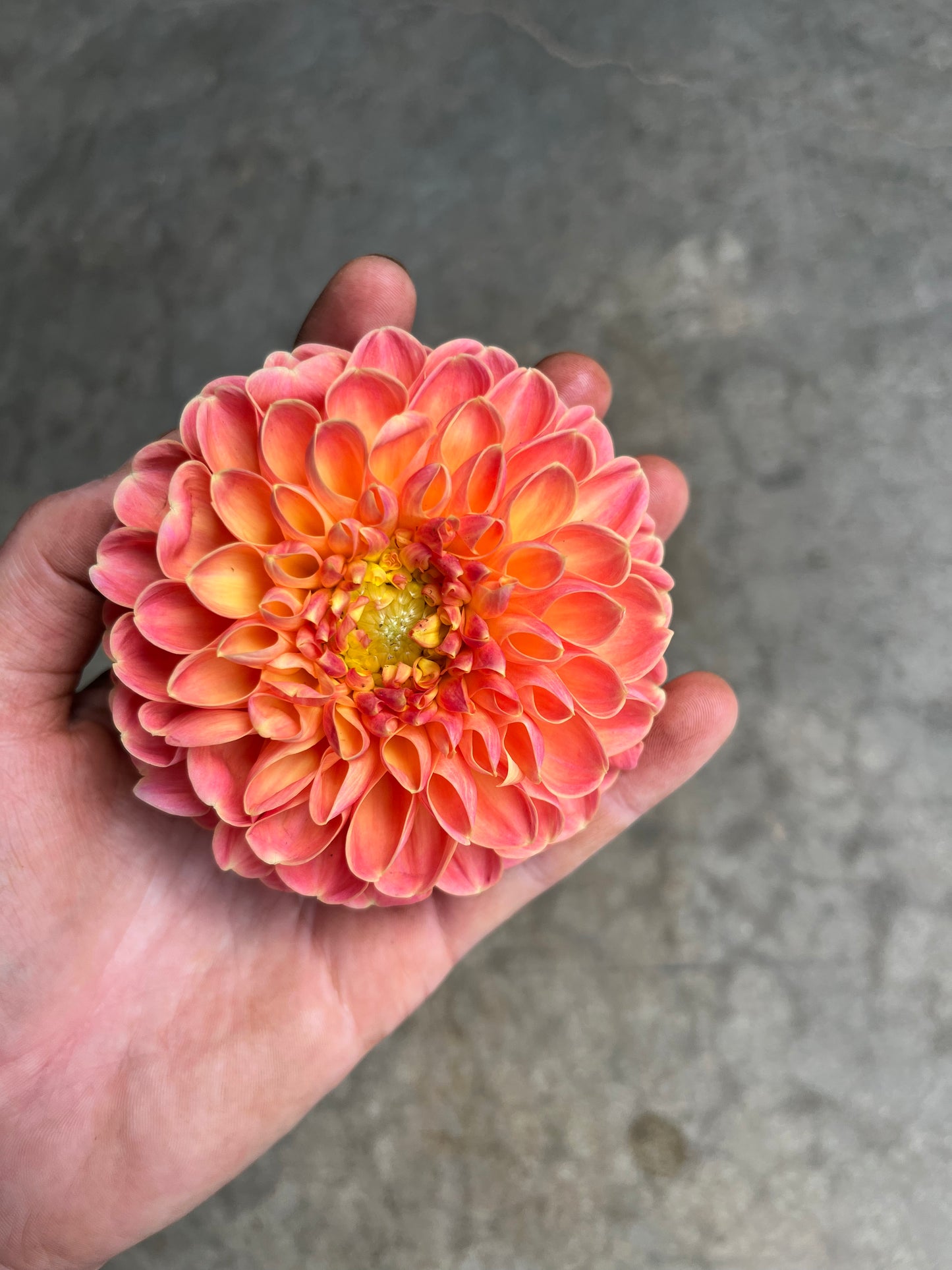 RC- Dahlia 'Crichton Honey' (1 plant)
