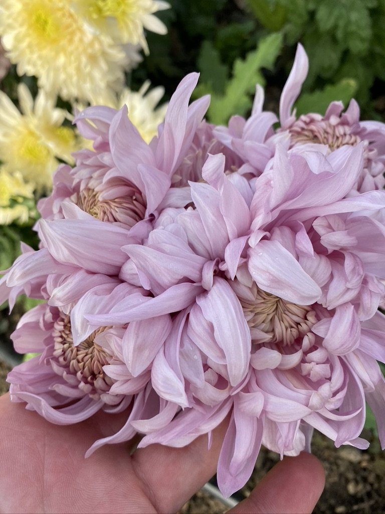 RC- Chrysanthemum 'Alexis' (4 pack)
