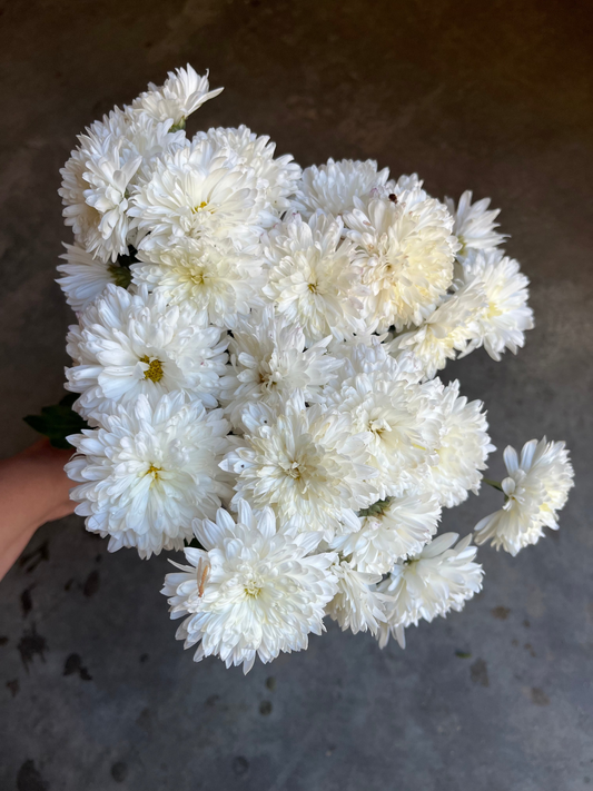 RC- Chrysanthemum 'Bridal White' (4 pack)