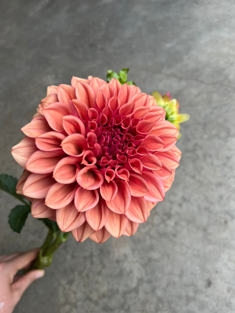 RC- Dahlia 'Orange Globe' (1 plant)