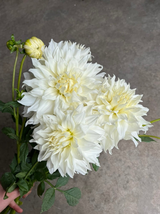 RC- Dahlia 'Snowbound'  (4 pack)