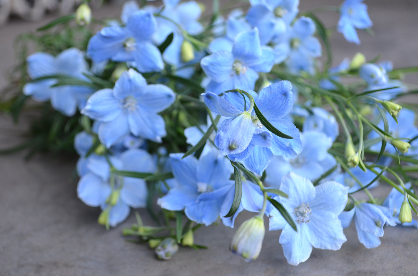 Delphinium 'Brezza Light Blue'