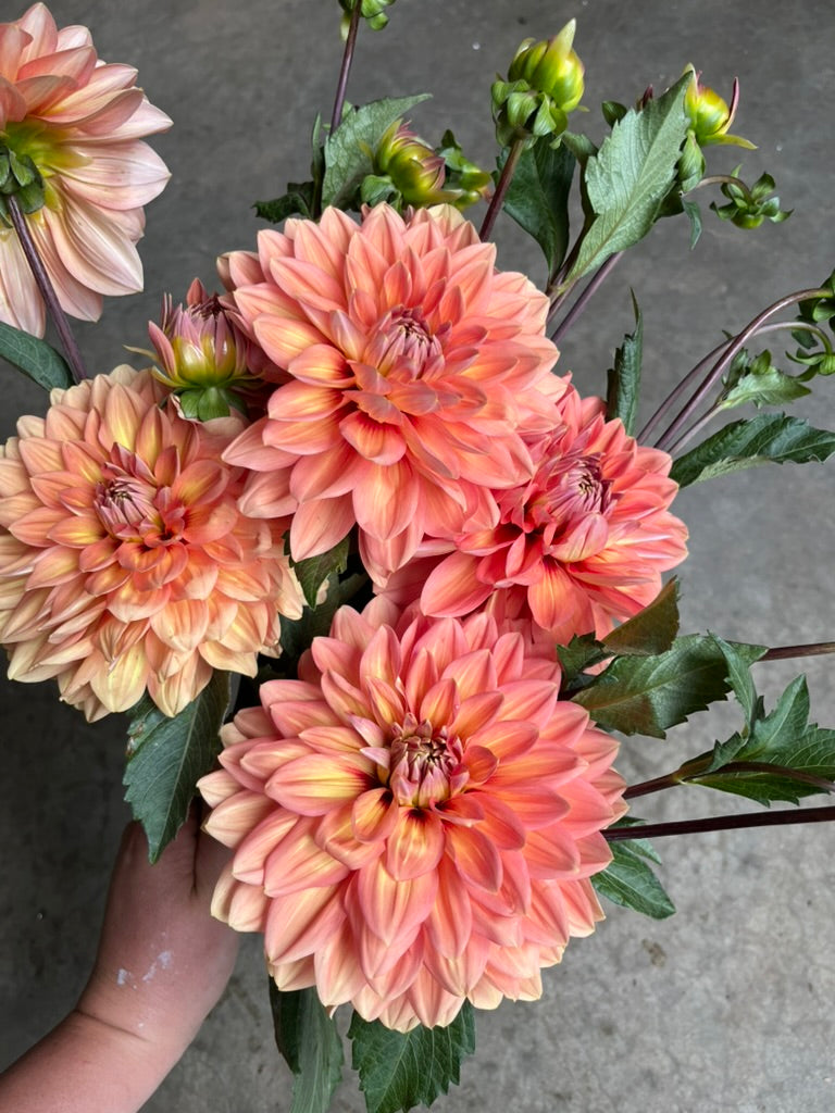 RC- Dahlia 'Nicholas' (4 pack)