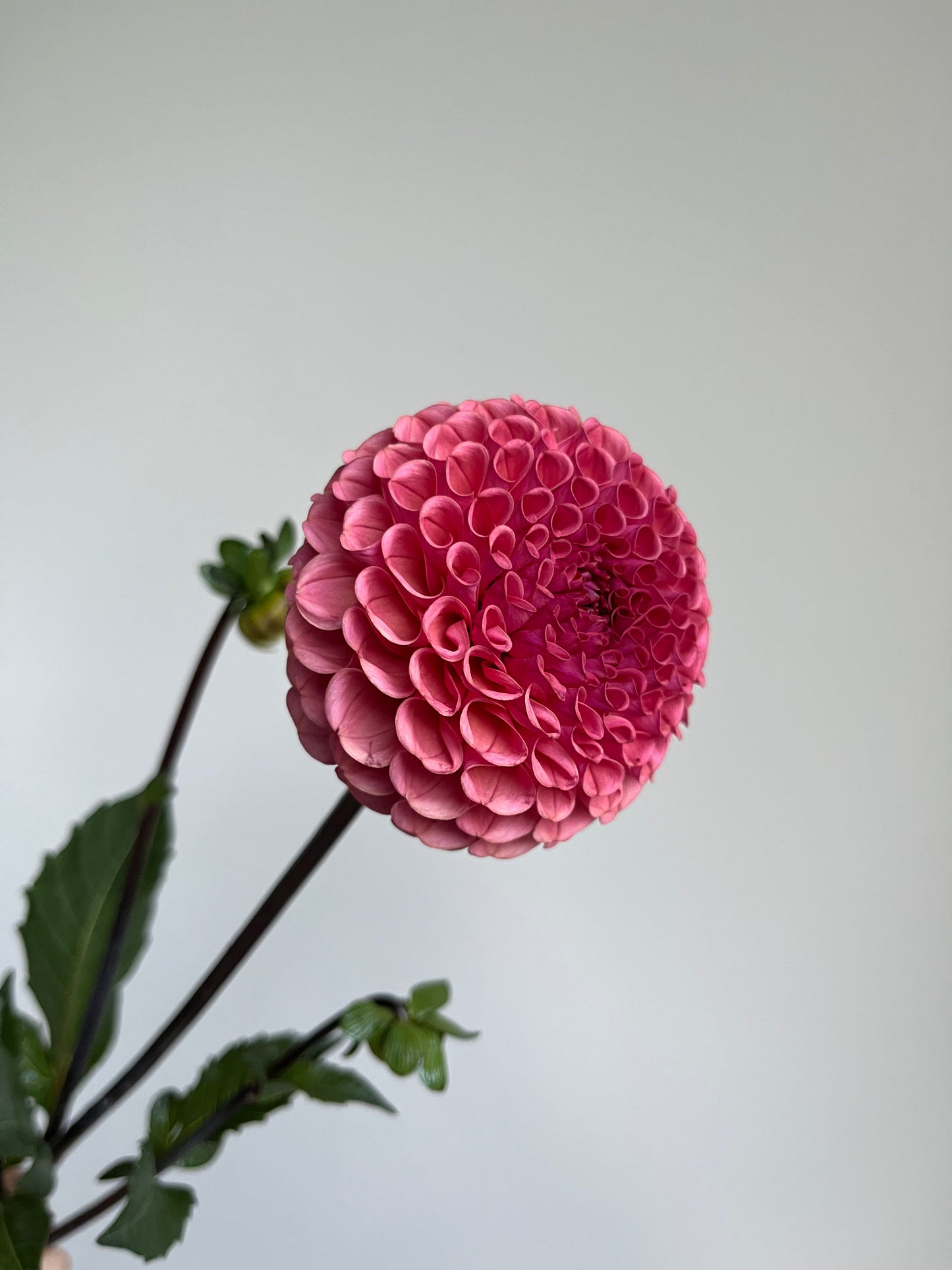 RC- Dahlia 'Ferncliff Rusty' (1 plant)