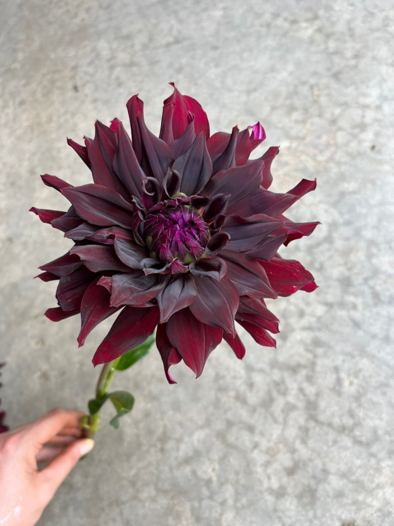 RC- Dahlia 'Hollyhill Black Beauty' (4 pack)