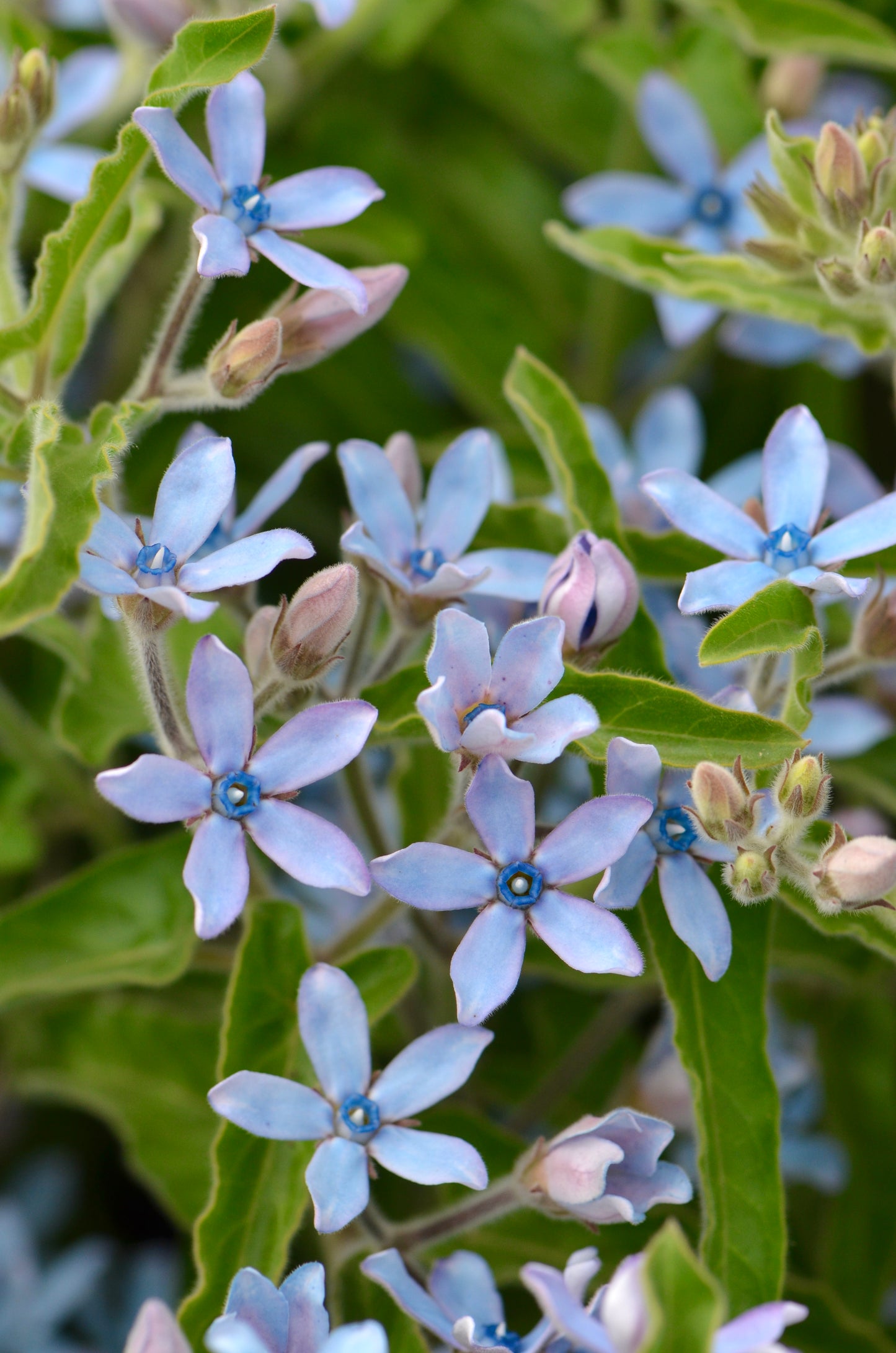 Tweedia 'Heavenly Blue'
