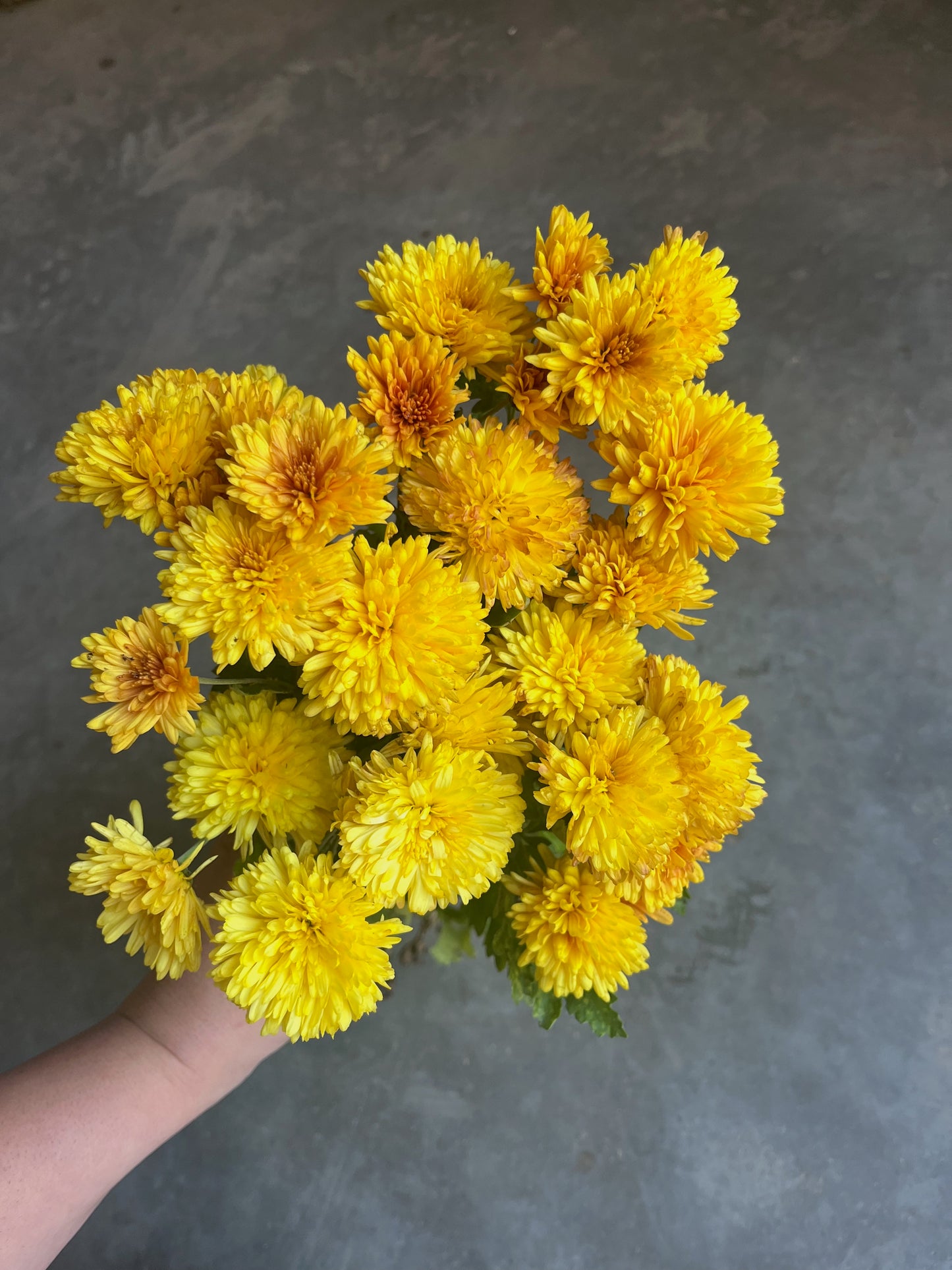 RC- Chrysanthemum 'Grandeur' (4 pack)