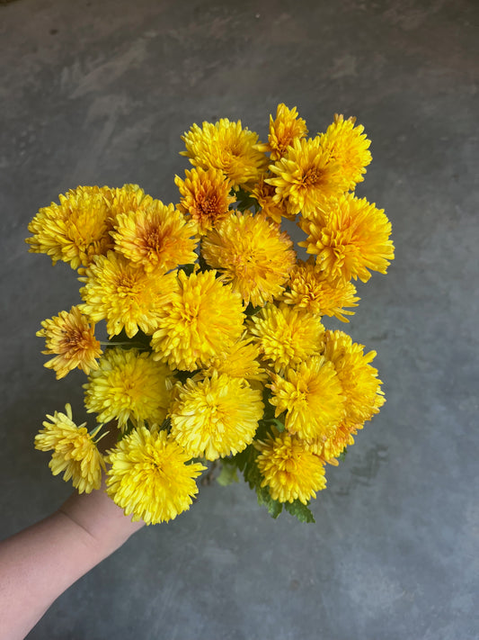 RC- Chrysanthemum 'Grandeur' (4 pack)