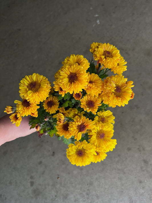 RC- Chrysanthemum 'Vyron' (4 pack)