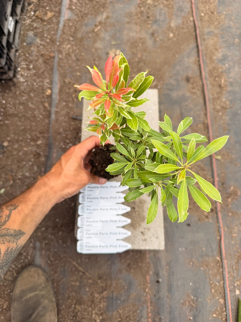 Pieris japonica 'Passion Party™ Pink Frost'